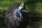 Southern Cassowary Casuarius casuarius Closeup Shot