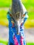 Southern cassowary, Casuarius casuarius, ratite bird close-up view. Native to Papua New Guinea, Indonesia and Australia