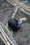 Southern cassowary or double-wattled cassowary sitting on ground