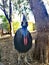 Southern Cassowary @ Featherdale wild park