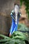 Southern Cassowary IMG_0060