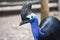 The southern cassowary is a large bird - Close up cassowaries bird