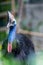 Southern cassowary, large black bird  native to the tropical forests
