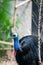 Southern cassowary, large black bird  native to the tropical forests