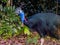 Southern Cassowary in Queensland Australia