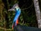 Southern Cassowary in Queensland Australia