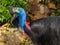 Southern Cassowary in Queensland Australia