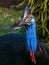 Southern Cassowary in Queensland Australia