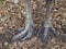 A Southern Cassowary`s dry wrinkly feet.
