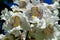 Southern catalpa tree flowers on a blue sky background close up.Blooming Catalpa bignonioides commonly called the Catawba.