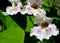 Southern catalpa tree flowers close up.Blooming Catalpa bignonioides commonly called the Catawba or Indian Bean Tree.