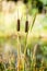 Southern Cattails Typha domingensis growing wildly on water edge