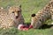 Southern cheetahs, Acinonyx jubatus jubatus, in grassland