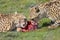 Southern cheetahs, Acinonyx jubatus jubatus, in grassland