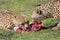 Southern cheetahs, Acinonyx jubatus jubatus, in grassland