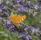 Southern Comma