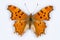 Southern Comma butterfly, Polygonia egea