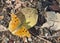 Southern Comma, Crete