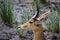 Southern ( Common ) Reedbuck