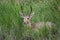 Southern ( Common ) Reedbuck