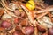 Southern country seafood and shrimp boil