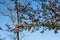 Southern Crabapple Tree Blossoms In Spring.