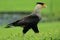 Southern crested caracara