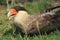 Southern crested caracara