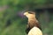 Southern crested caracara