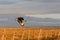 Southern crested Caracara Caracara plancus in flight, view from behind