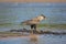 Southern Crested Caracara Patrolling a Sandbar in the Pantanal