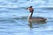 Southern Crested Grebe