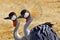 Southern Crowned Cranes