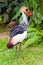 Southern Crowned Grey Crane