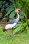 Southern Crowned Grey Crane