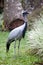 Southern Crowned Grey Crane