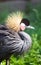 Southern Crowned Grey Crane Portrait