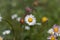 Southern daisy Bellis sylvestris