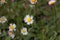 Southern daisy Bellis sylvestris