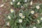 Southern daisy Bellis sylvestris