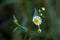 Southern daisy, delicate flower that inspires purity