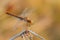 Southern Darter - Sympetrum meridionale