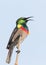 Southern Double-collared Sunbird