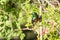 Southern Double-collared Sunbird Cinnyris chalybeus breeding male on Tecoma Tecomaria capensis, South Africa