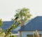 Southern double-collared sunbird, looking right with blurred background