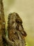 Southern Dwarf Chameleon Head