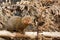 Southern dwarfish mongoose (Helogale parvula)