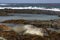 Southern Elephant Seal on a bed of kelp