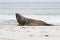 Southern elephant seal is crying around