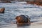 Southern Elephant Seal on the Falkland Islands